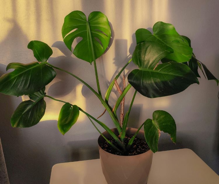 chambrekids-article-de-blog-chambre-feng-shui-conseils-pour-mieux-dormir-decoration