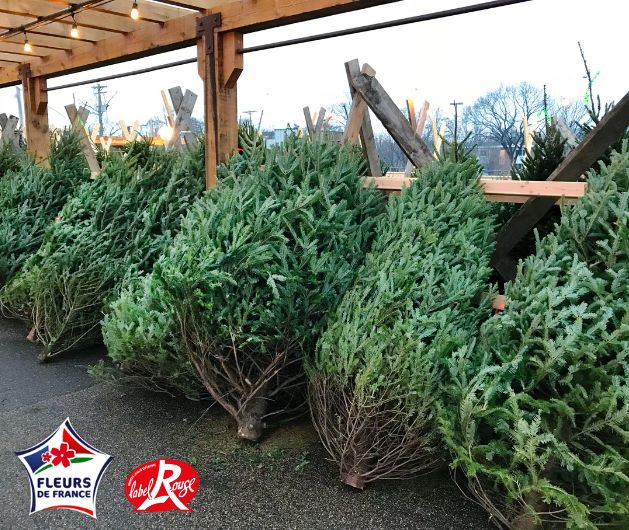 sapin-naturel